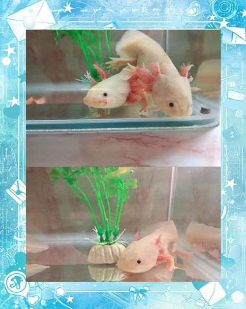 虎斑恐龍魚繁殖方式圖解
