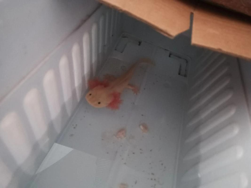 虎斑恐龍魚繁殖方式圖解