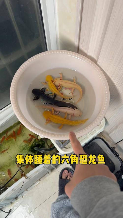 虎斑恐龍魚繁殖方式圖解