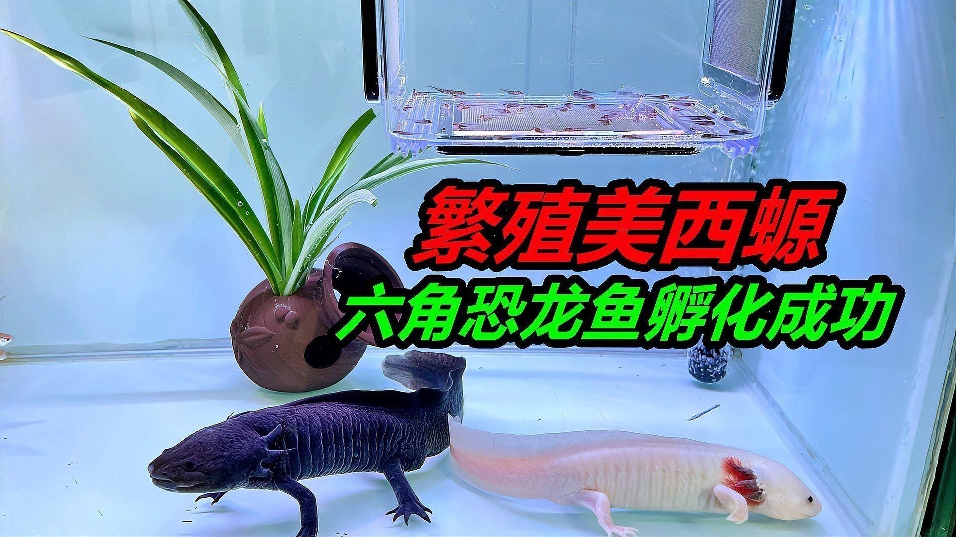 虎斑恐龍魚繁殖方式圖解