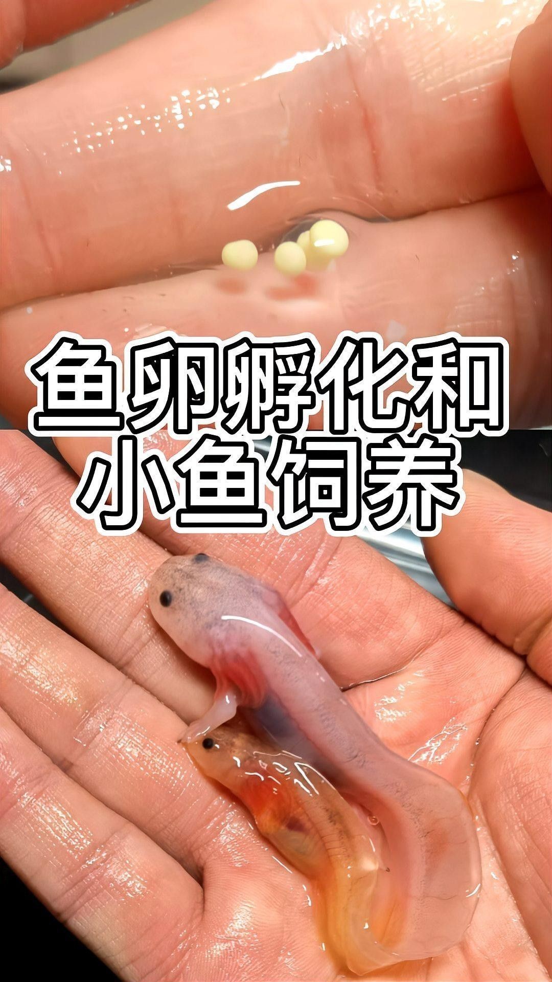 虎斑恐龍魚繁殖方式圖解
