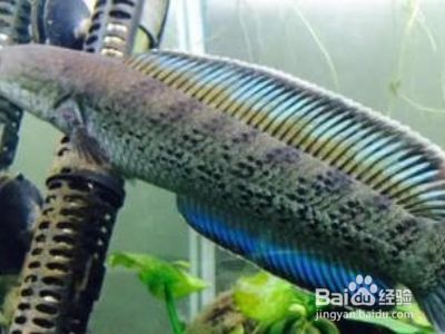 雷龍魚魚缸布局優化方案：優化雷龍魚魚缸布局的關鍵在于選擇合適的魚缸尺寸和材料