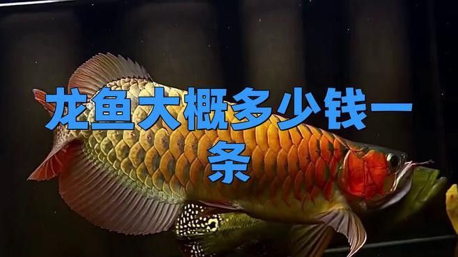 哪些龍魚品種價格最親民？