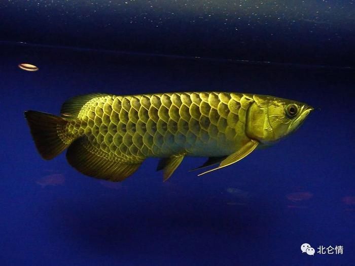 龍魚的風水禁忌：龍魚在風水學中有著重要的象征意義