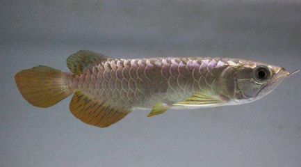 一米金龍魚多少錢（一米長(zhǎng)的金龍魚價(jià)格需要考慮其品種及其品種的價(jià)格范圍）