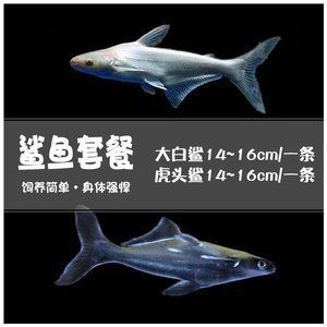 白鯊可以和龍魚混養：白鯊和龍魚可以混養嗎