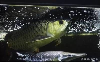白鯊可以和龍魚混養：白鯊和龍魚可以混養嗎
