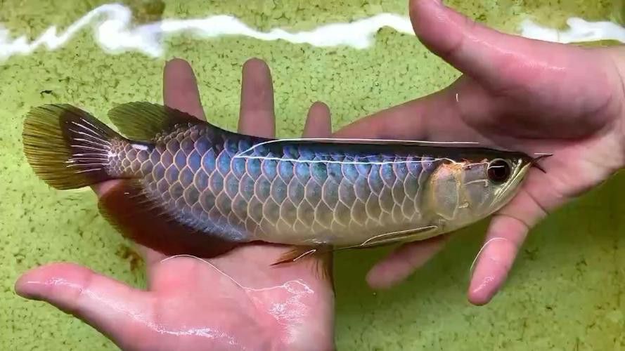 藍底金龍是什么龍魚品種圖片
