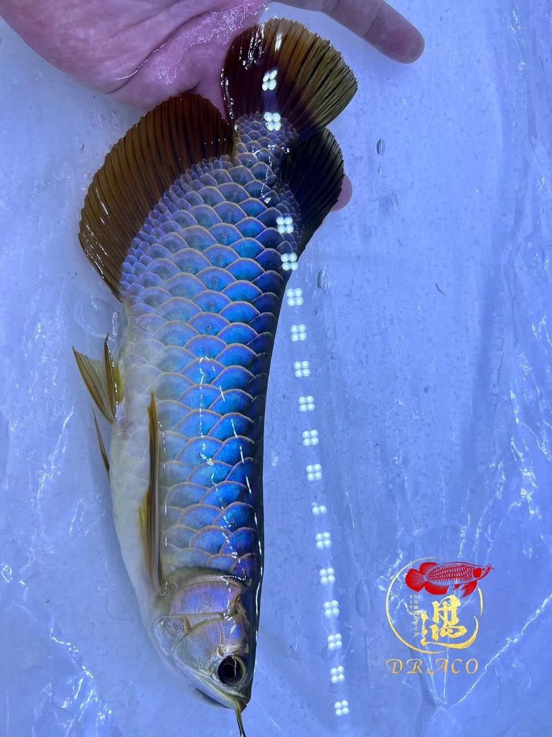 藍底金龍是什么龍魚品種圖片