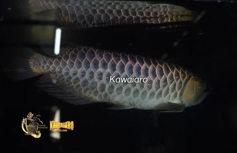 藍底金龍是什么龍魚品種圖片