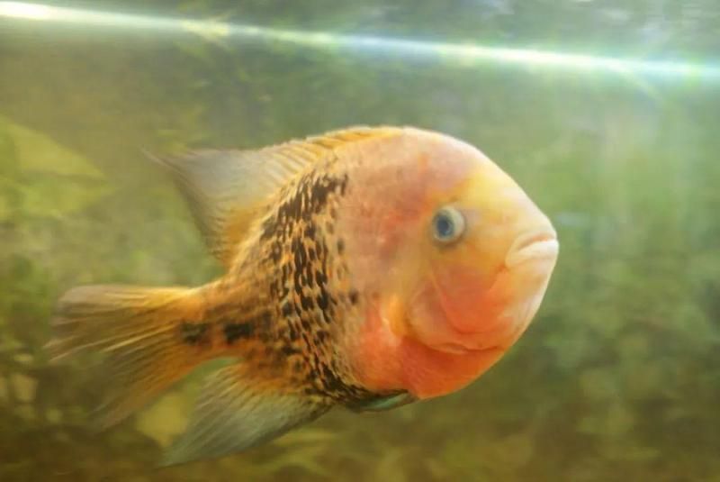 血麒麟魚不能養的原因