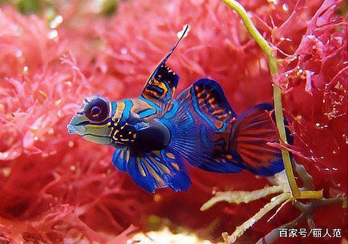 血麒麟魚不能養的原因