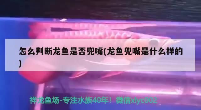 龍魚兜嘴是什么樣子