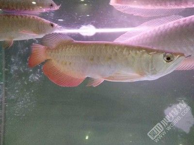 金龍魚買賣網(wǎng)站【金龍魚買賣網(wǎng)站有哪些？】
