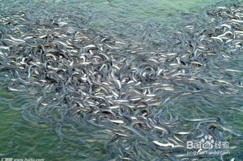 泰龐海鰱魚捕撈技巧分享：泰龐海鰱釣魚技巧分享