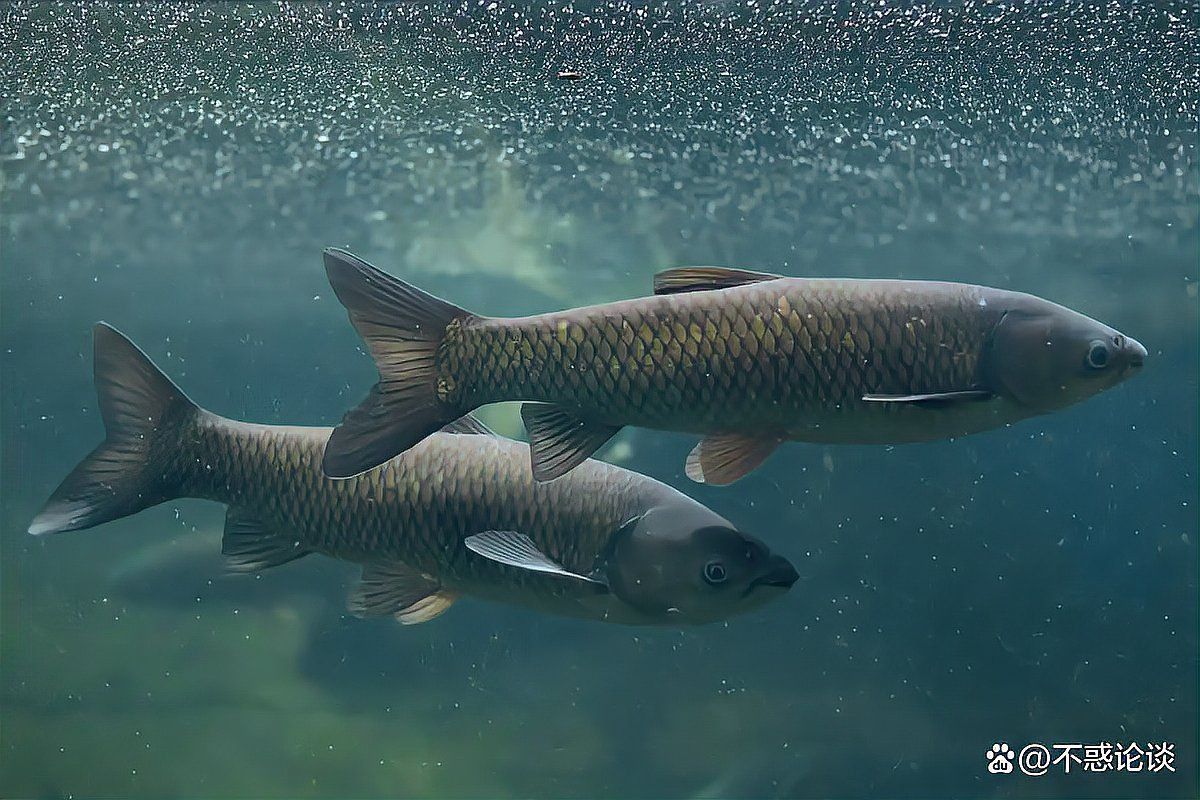 那種凍的青魚是海魚嗎