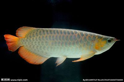 金龍魚生物：美麗硬仆骨舌魚被歸入附錄一