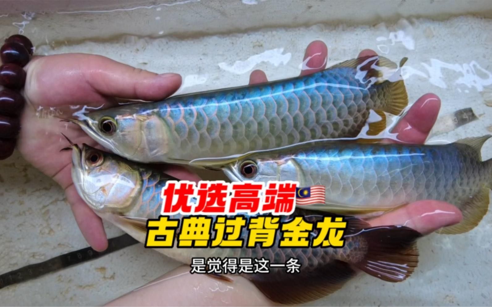 如何選擇健康的過背金龍？