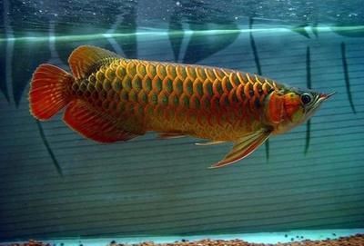 龍魚(yú)常見(jiàn)的疾病圖片大全大圖：龍魚(yú)常見(jiàn)疾病及其圖片
