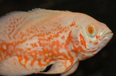地圖魚和銀龍魚哪個好養一點（地圖魚和銀龍魚各有其特點，在飼養難度上也存在一些差異）
