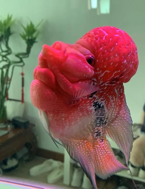 羅漢魚發色征兆圖片