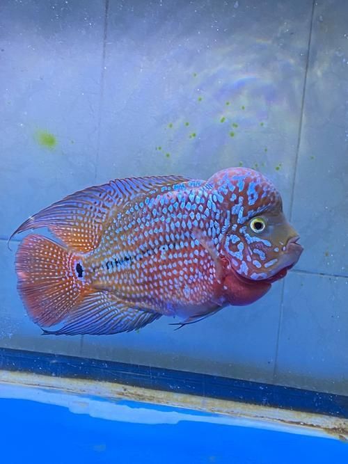 羅漢魚發色征兆圖片