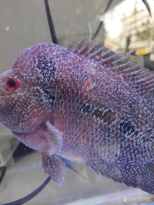 羅漢魚發色征兆圖片