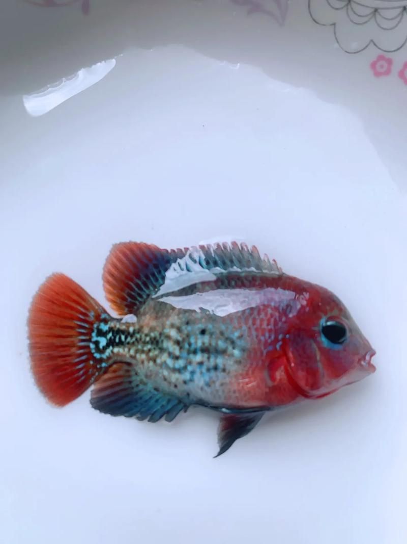 羅漢魚發色征兆圖片