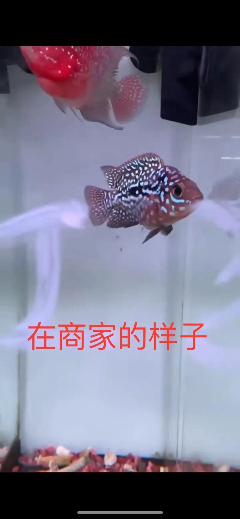 羅漢魚發色征兆圖片