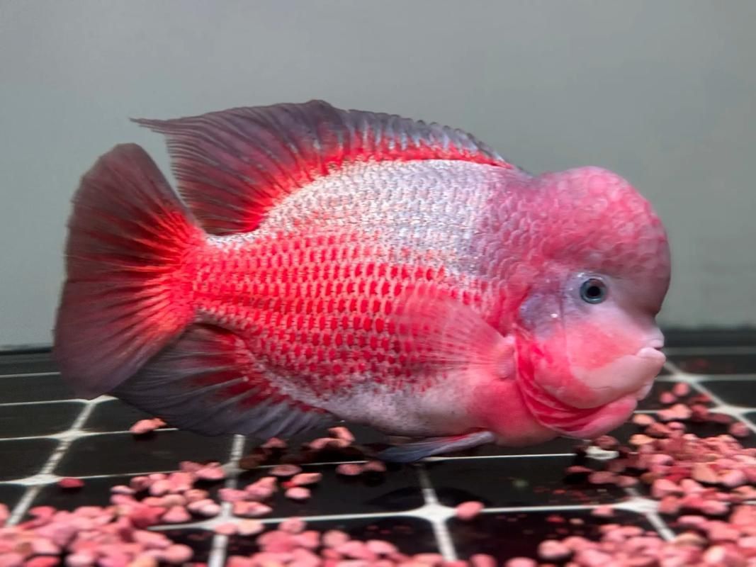 羅漢魚發色征兆圖片