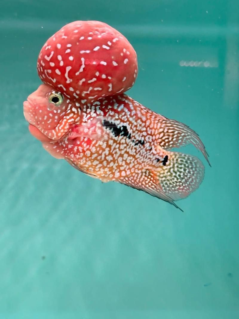 羅漢魚發色征兆圖片
