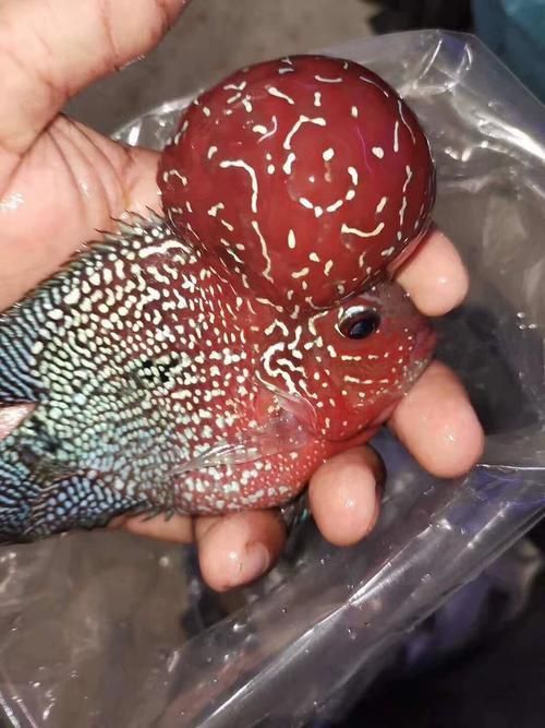 羅漢魚發色征兆圖片