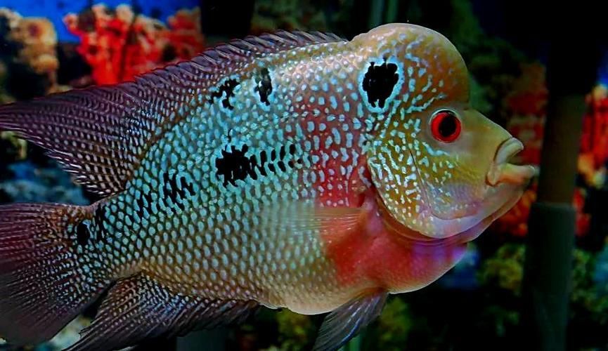 羅漢魚發色征兆圖片