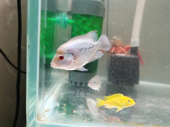羅漢魚發色征兆圖片