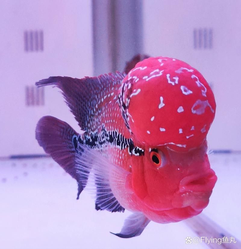 羅漢魚發色征兆圖片