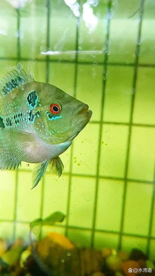 羅漢魚發色征兆圖片
