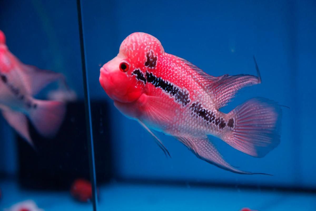 羅漢魚發色征兆圖片