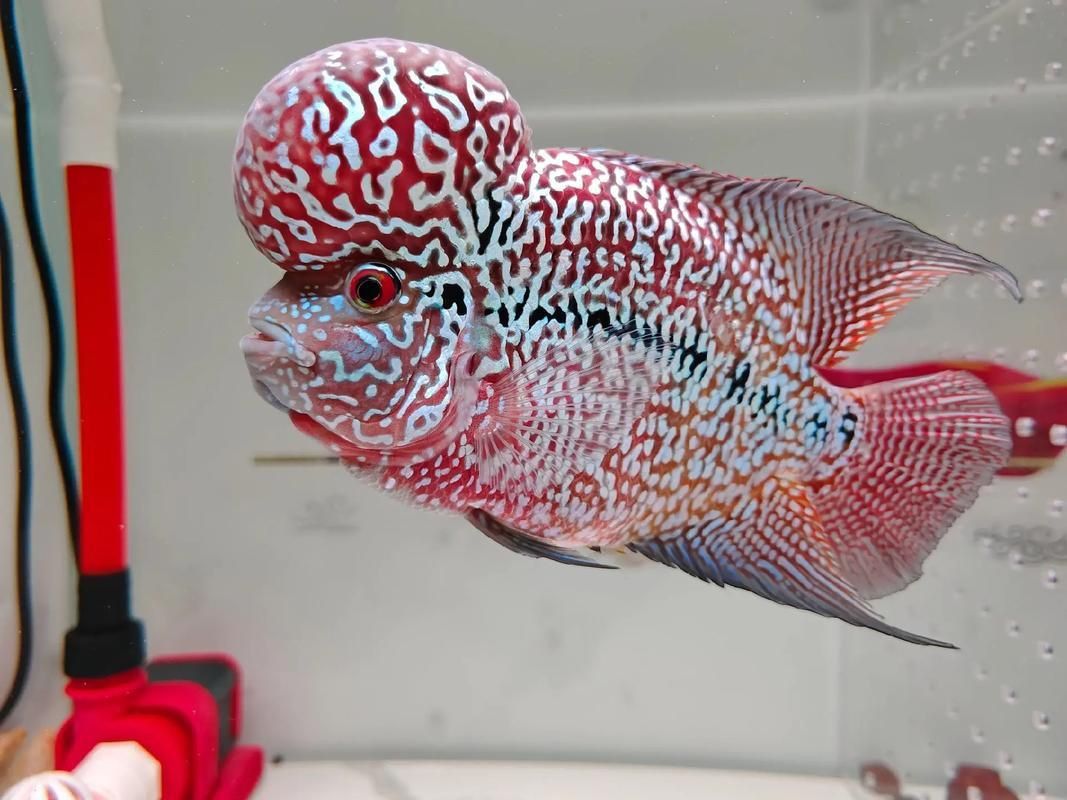 羅漢魚發色征兆圖片