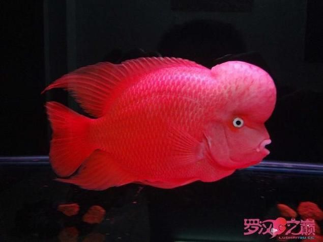 羅漢魚發色征兆圖片