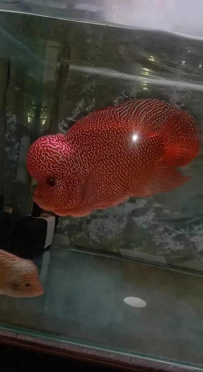 羅漢魚發色征兆圖片