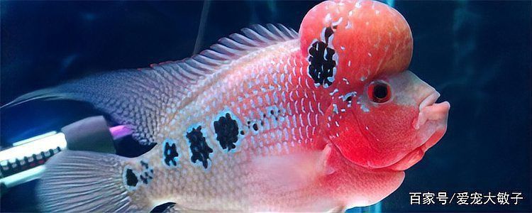 羅漢魚發色征兆圖片