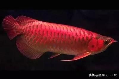 龍魚怎么喂能寬：如何正確飼養龍魚
