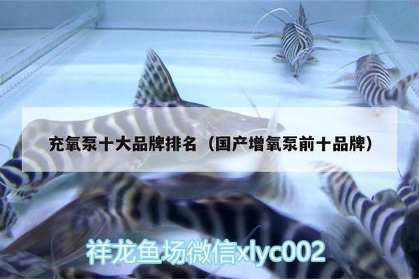 龍魚缸推薦增氧泵品牌：森森sunsun增氧泵價格對比創寧增氧泵售后服務政策