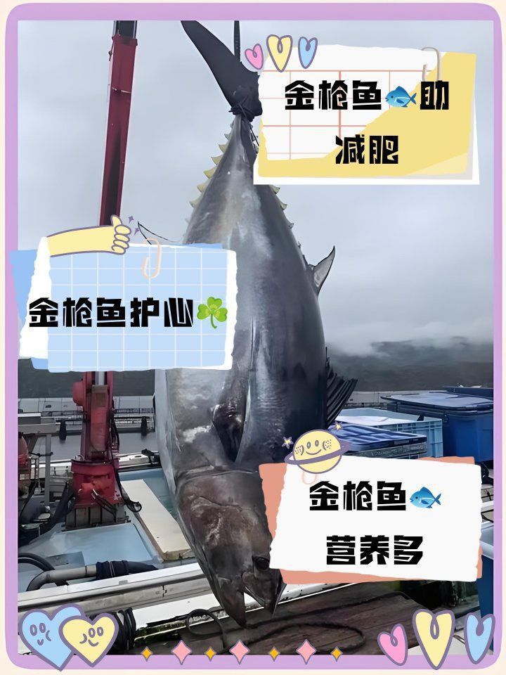 金槍魚好還是三文魚好