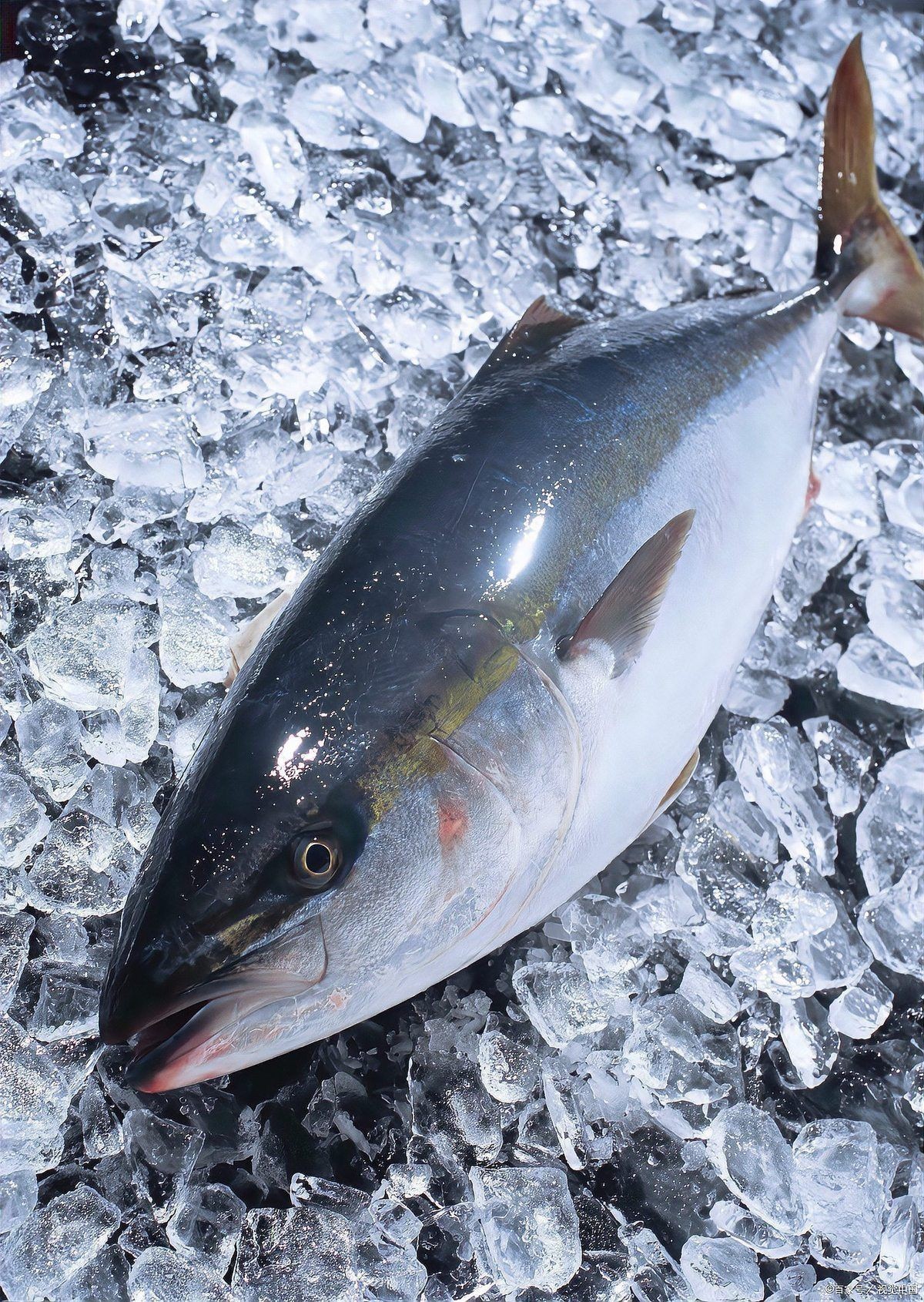 金槍魚好還是三文魚好