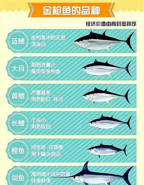金槍魚好還是三文魚好