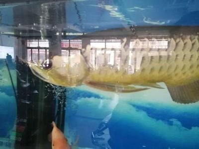 金龍魚幼苗1-2厘米長什么樣