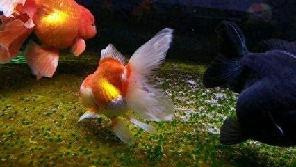 龍魚下藥后頭一直游來游去（龍魚下藥后頭一直游來游去可能是由于水質問題、疾病因素所致）
