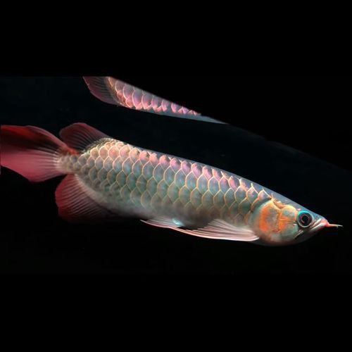 什么是紅龍魚的圖片大全集高清