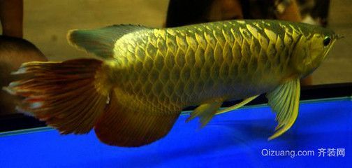 都龍魚是什么樣子的（龍魚是一種外形美觀的淡水魚）